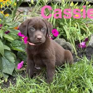 Cassie, Chocolate Labrador Retriever Puppy